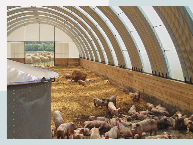 Строительство свинарников в Саратове